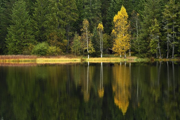 Trees reflected in lake