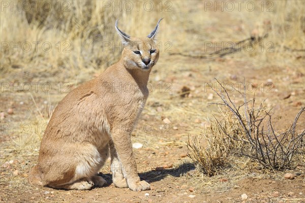 Caracal