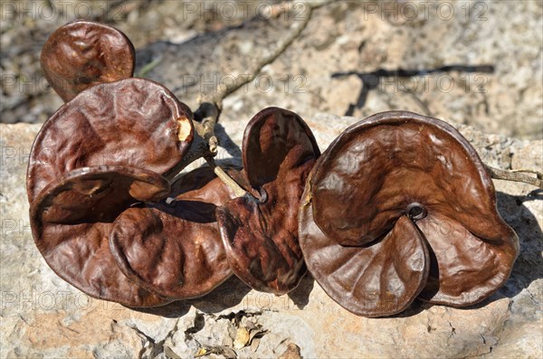 Seeds from the Guanacaste tree