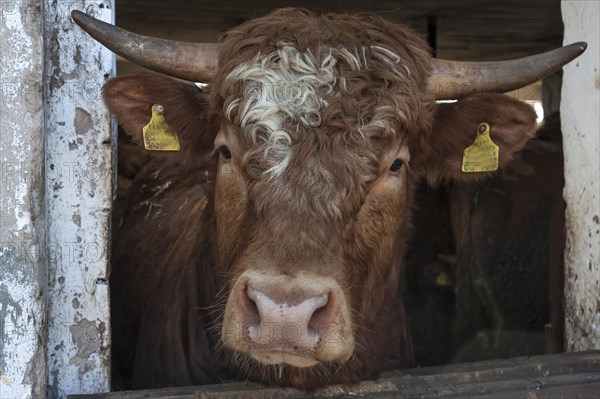 Bull looking out of the stable