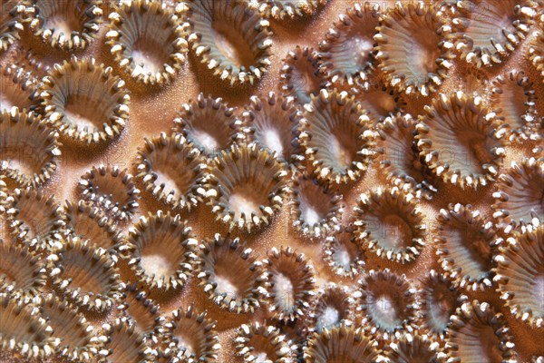 Colony Palythoa tuberculosa