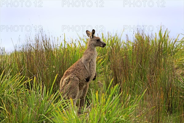 Eastern Gray Kangaroo