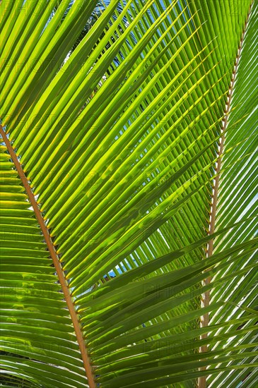 Palm leaf