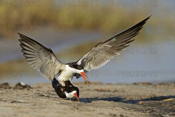 African skimmer