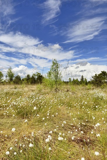 Hare's-tail cottongrass