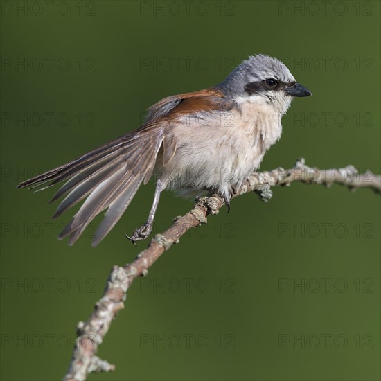 Red-backed shrike