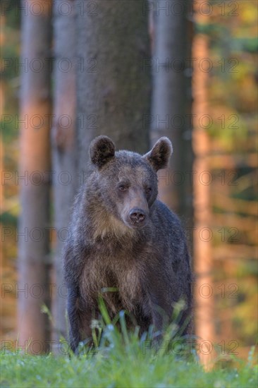 Brown bear