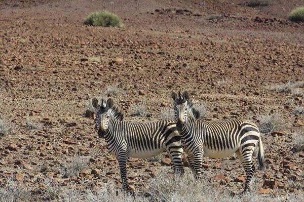 Hartmann's mountain zebras