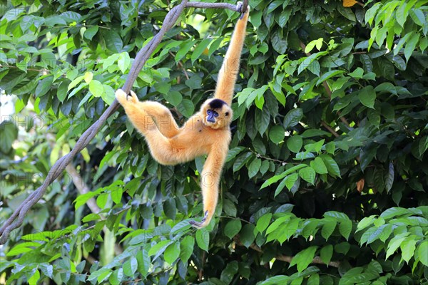 Southern Yellow-cheeked Crested Gibbon