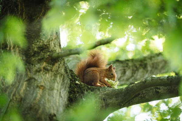 Eurasian red squirrel