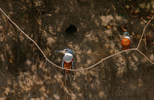 Ringed kingfisher