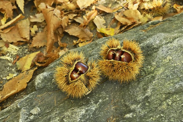 Two chestnuts