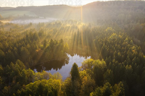 Sunrays over forest