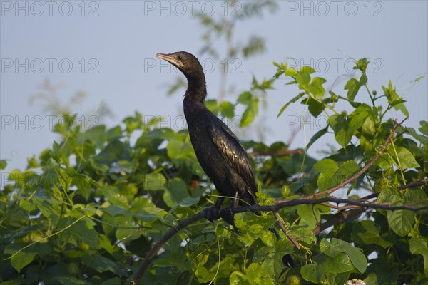 Little cormorant