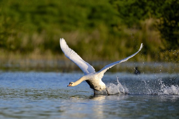 Mute swan