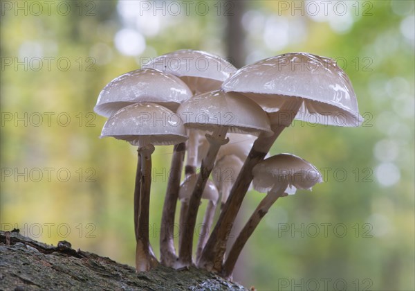 Porcelain fungi