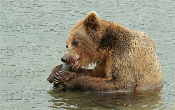 Brown bear