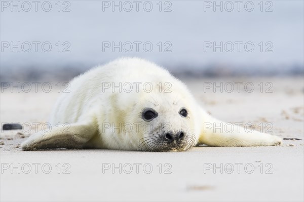 Newborn gray seal