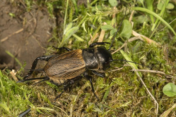 Field cricket