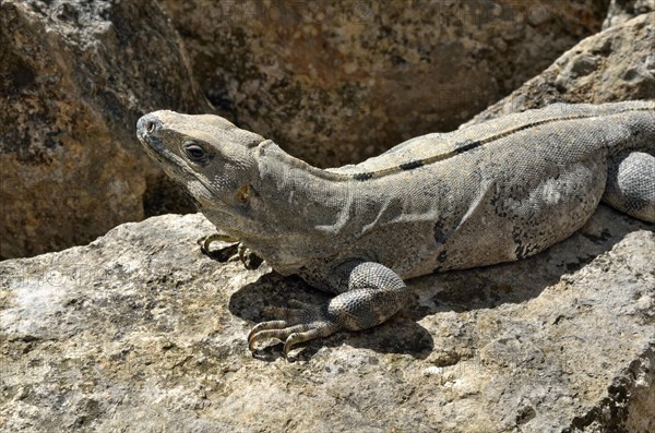 Black spiny-tailed iguana