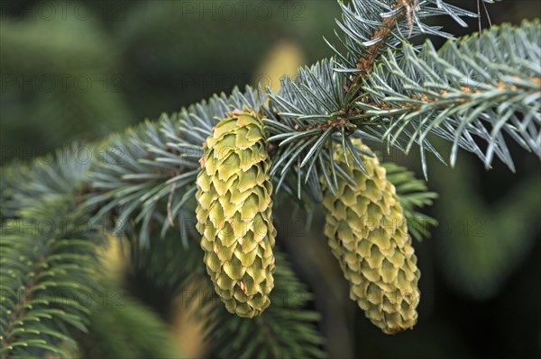 Young cones