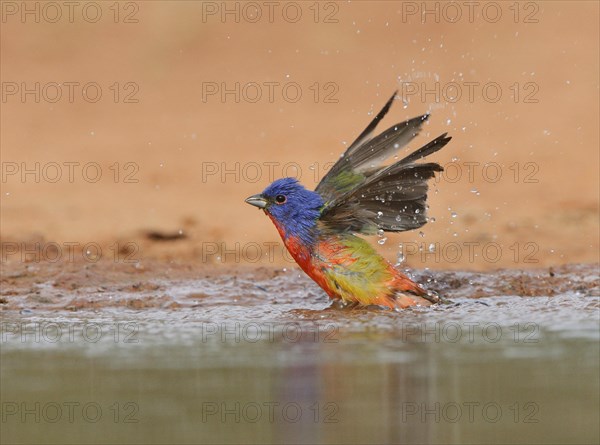 Painted Bunting