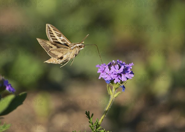 White-lined sphinx