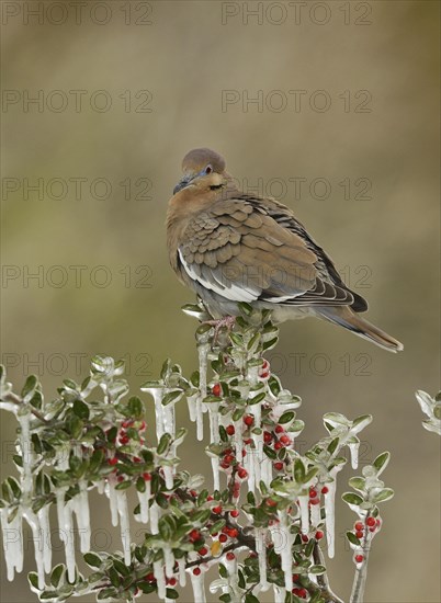 White-winged Dove