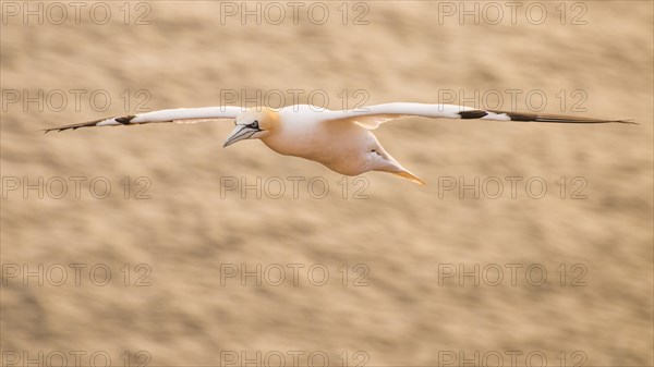 Northern Gannet