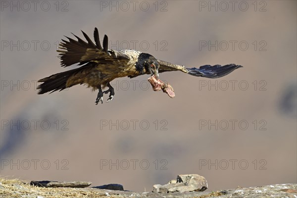 Young bearded vulture