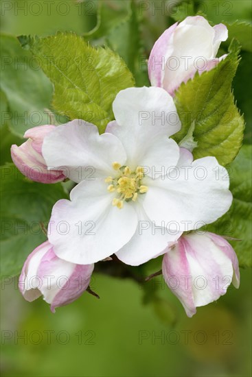 Apple tree blossom