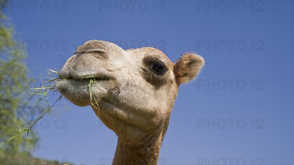 Dromedary