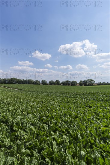 Sugar beet field