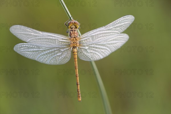 Freshly hatched common darter