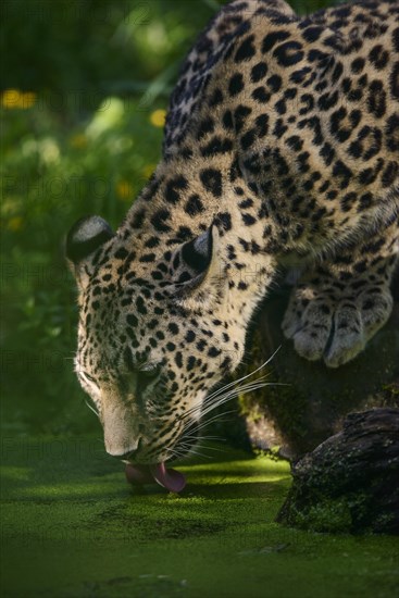 Persian leopard