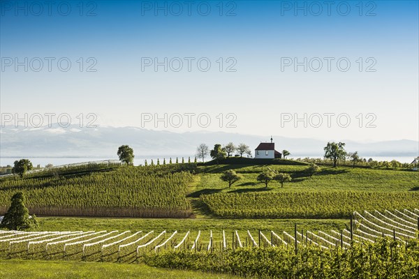 Apple plantation