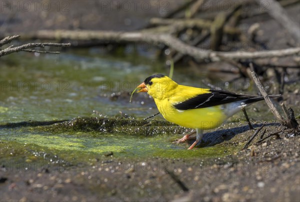 American goldfinch