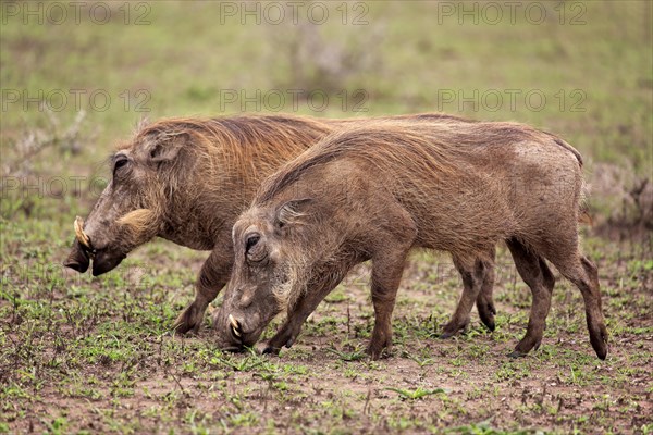 Warthog