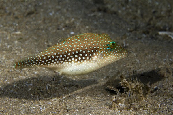 Boxfish