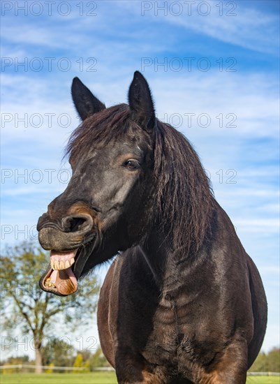 neighing Horse