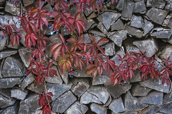 Virginia creeper