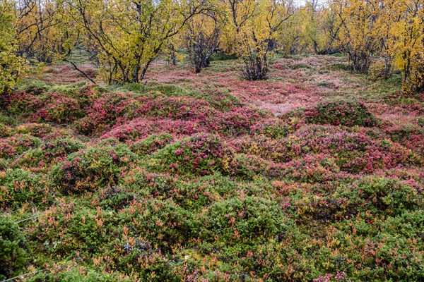 Autumnal forest floor