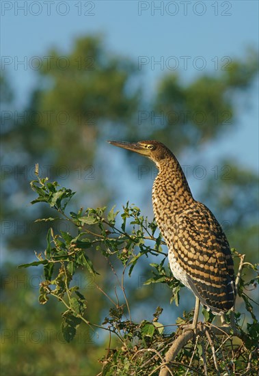 Rufescent tiger heron