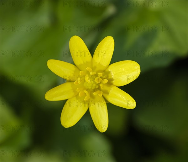 Yellow Lesser celandine