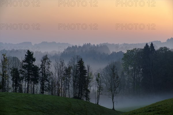 Dawn with mist over forest