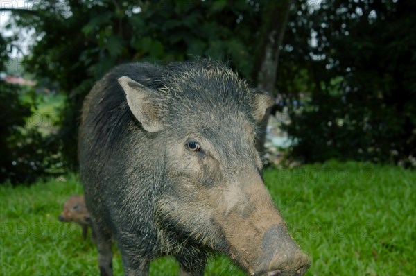 Wild boar