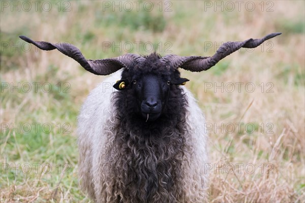 Racka sheep