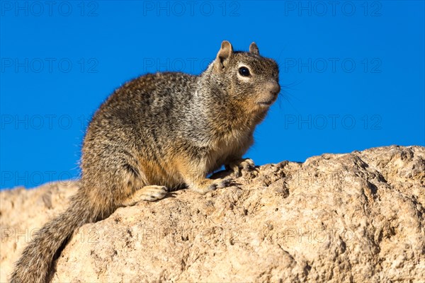 Rock squirrel