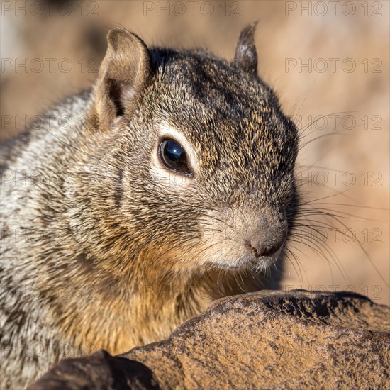 Rock squirrel