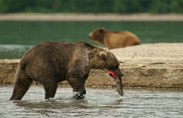 Brown bear